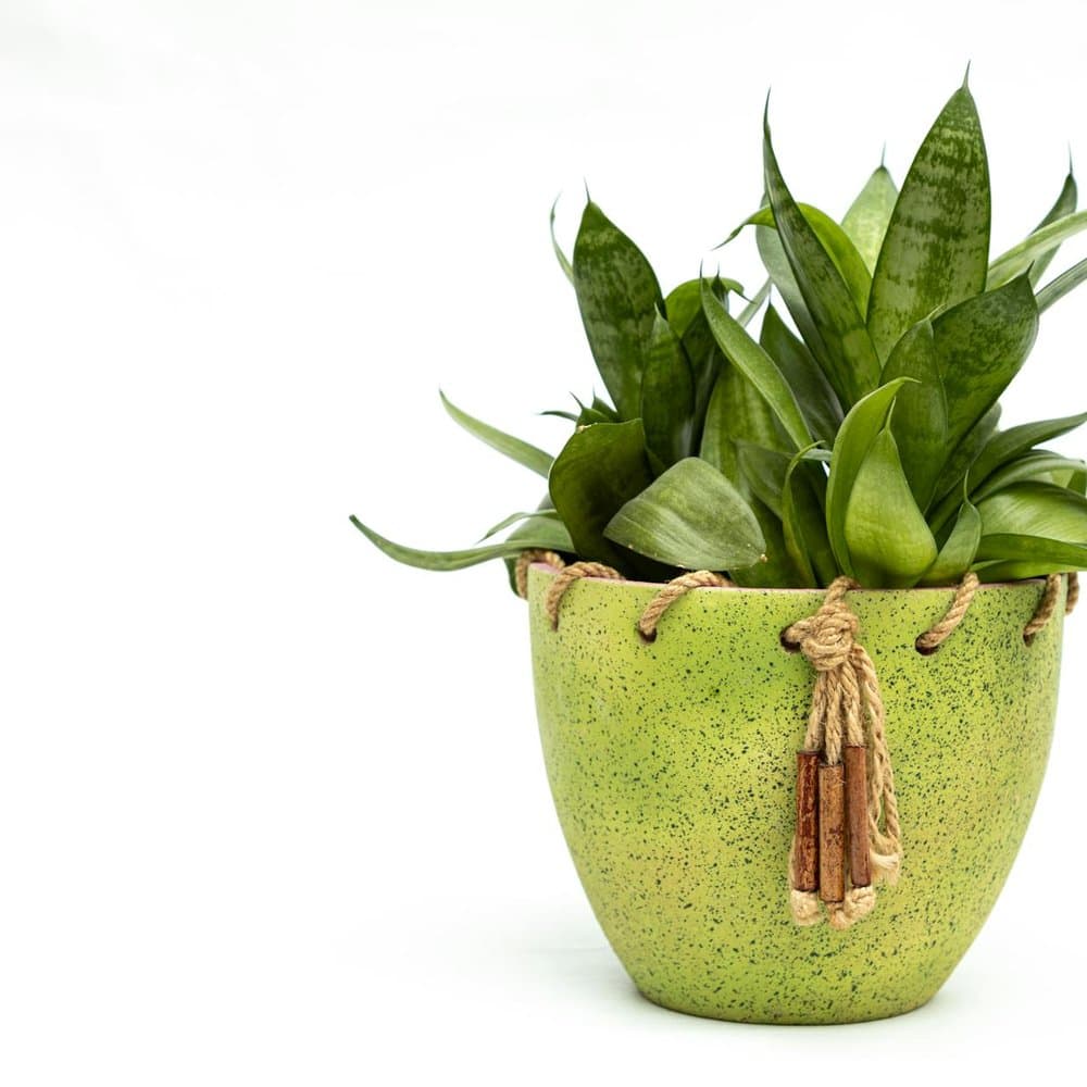 Air Purifier Plant Gift Set