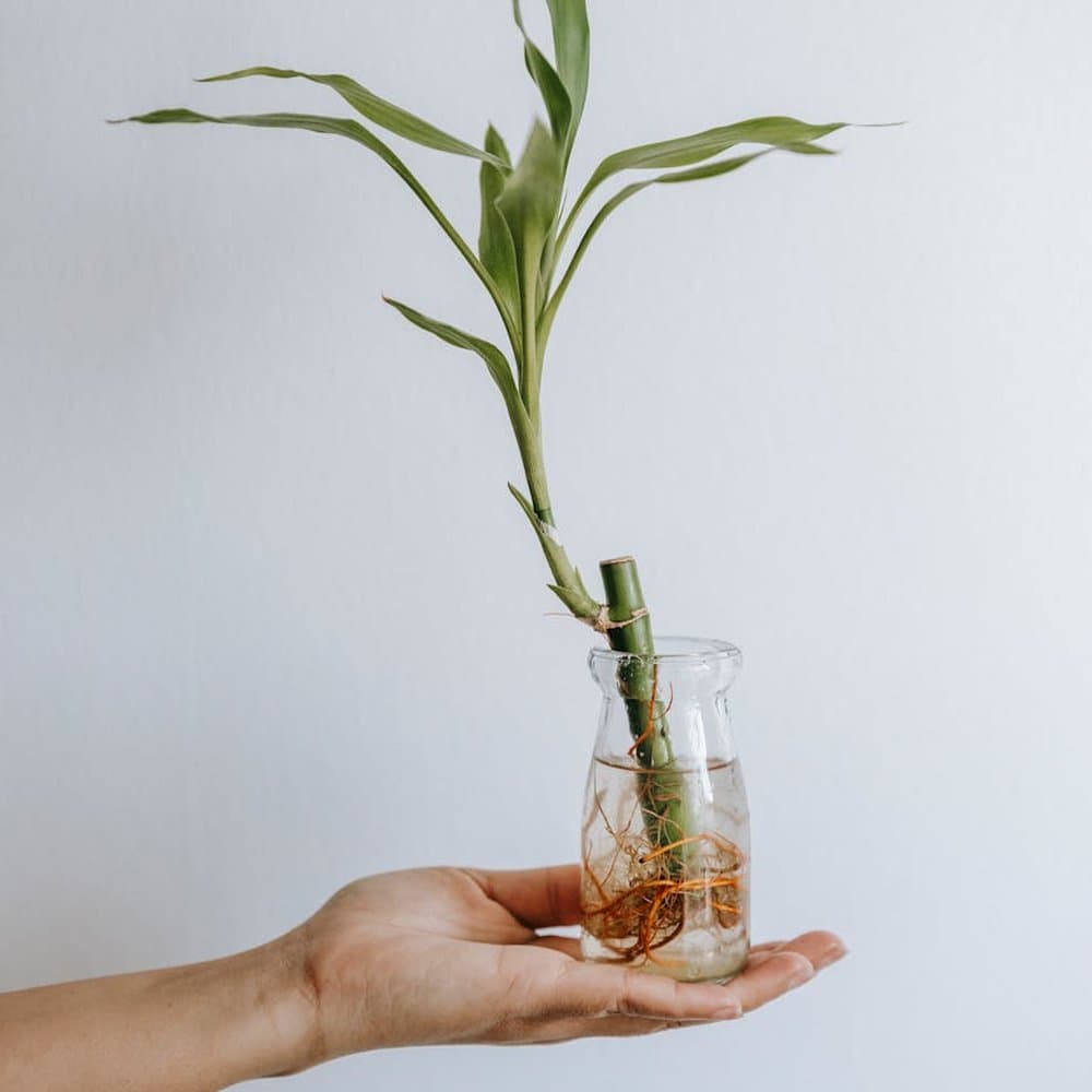 Lucky Bamboo Gift Arrangement