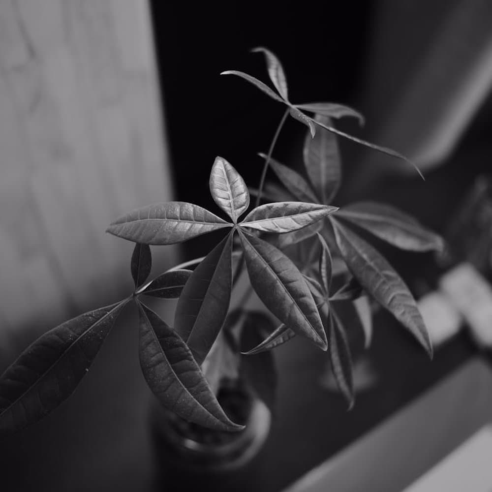 Money Tree Gift Plant