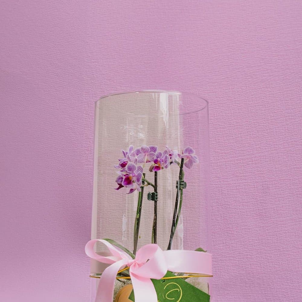 Premium Orchid Gift Set