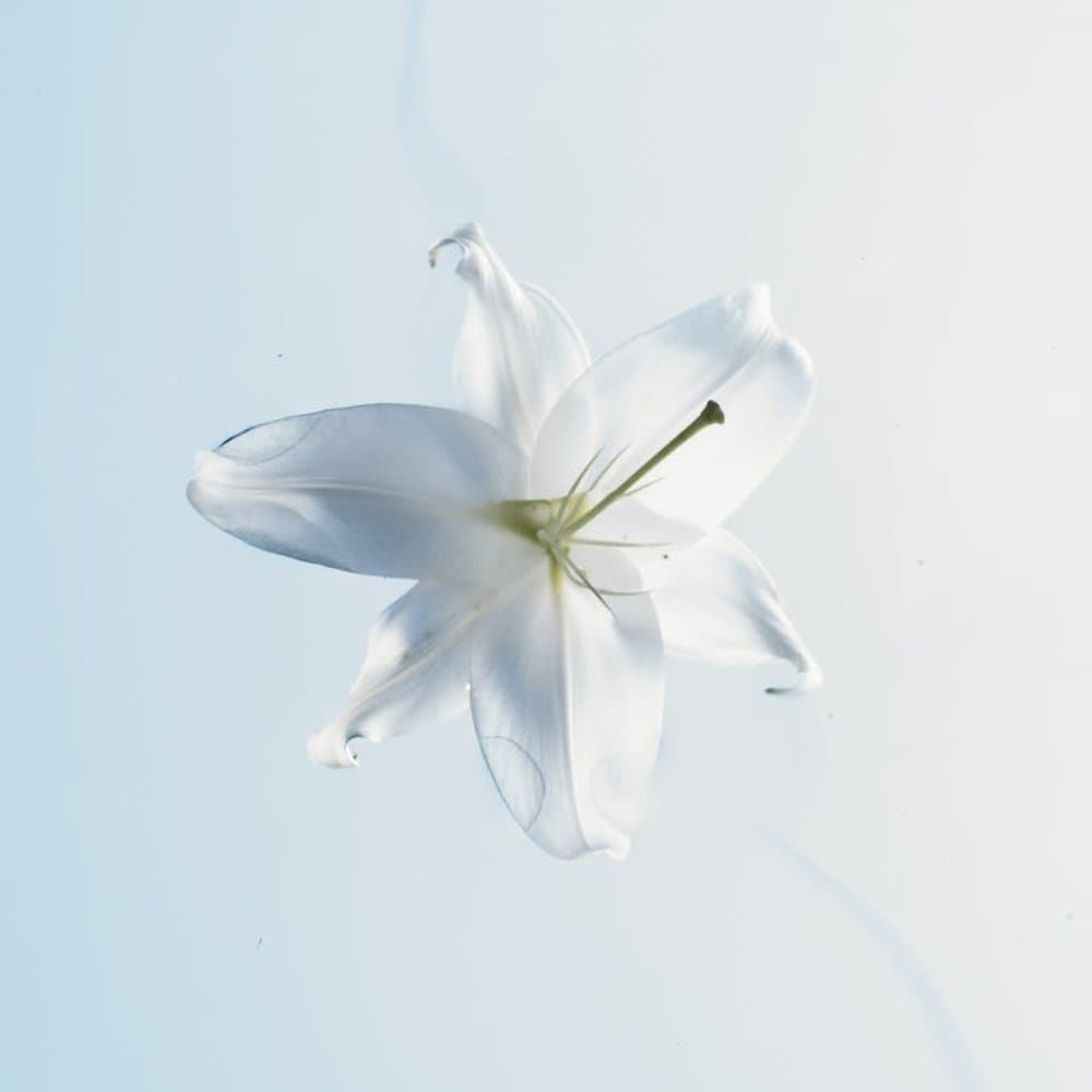 Peace Lily Premium Gift