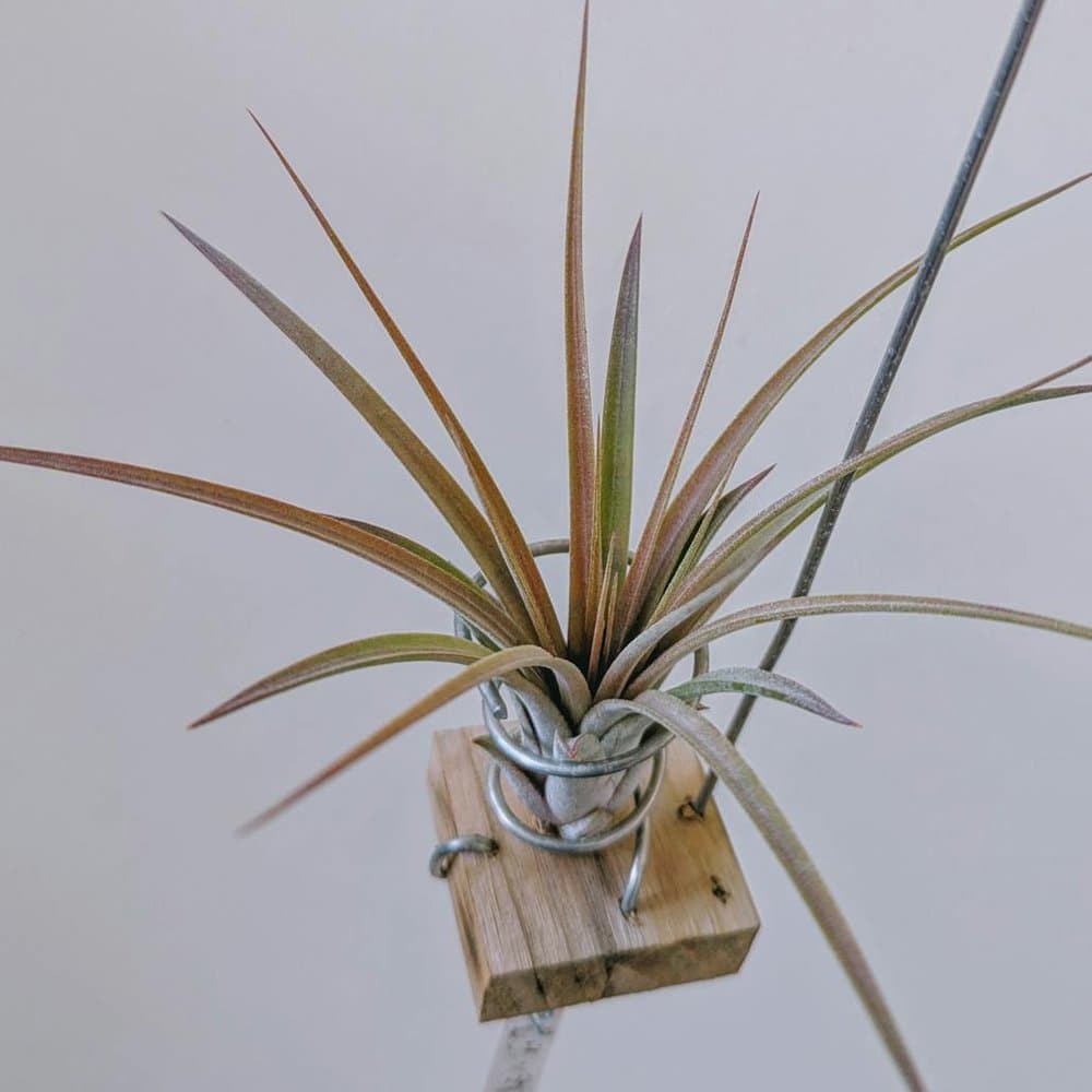 Air Plant Geometric