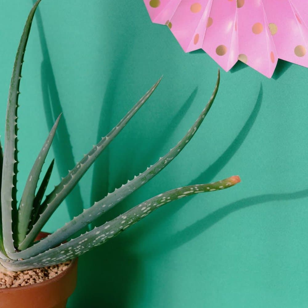 Mini Aloe Vera in Terracotta