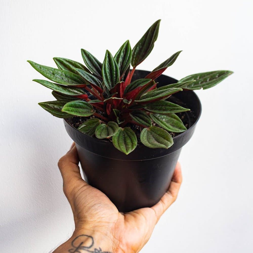 Peperomia