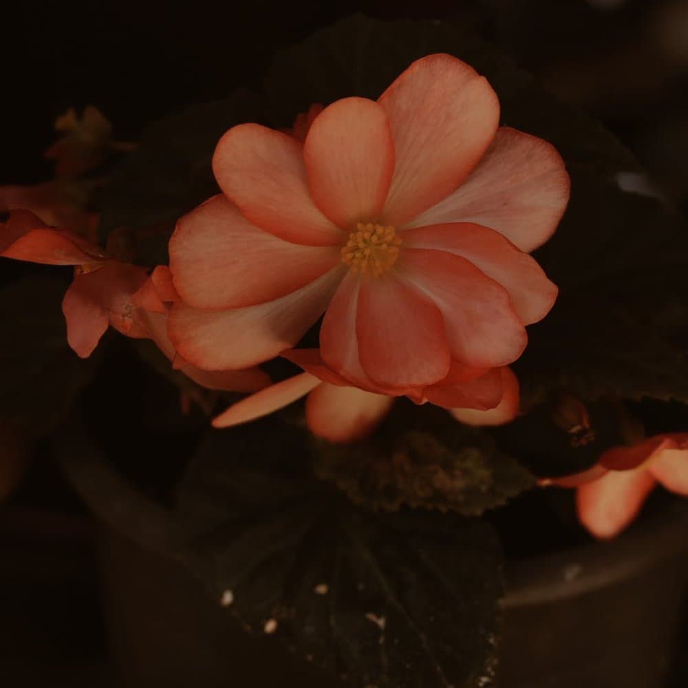 Pink Begonia