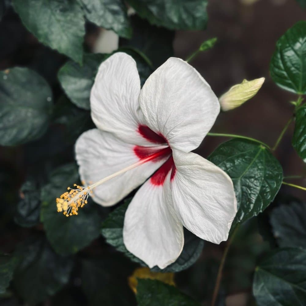 Hibiscus