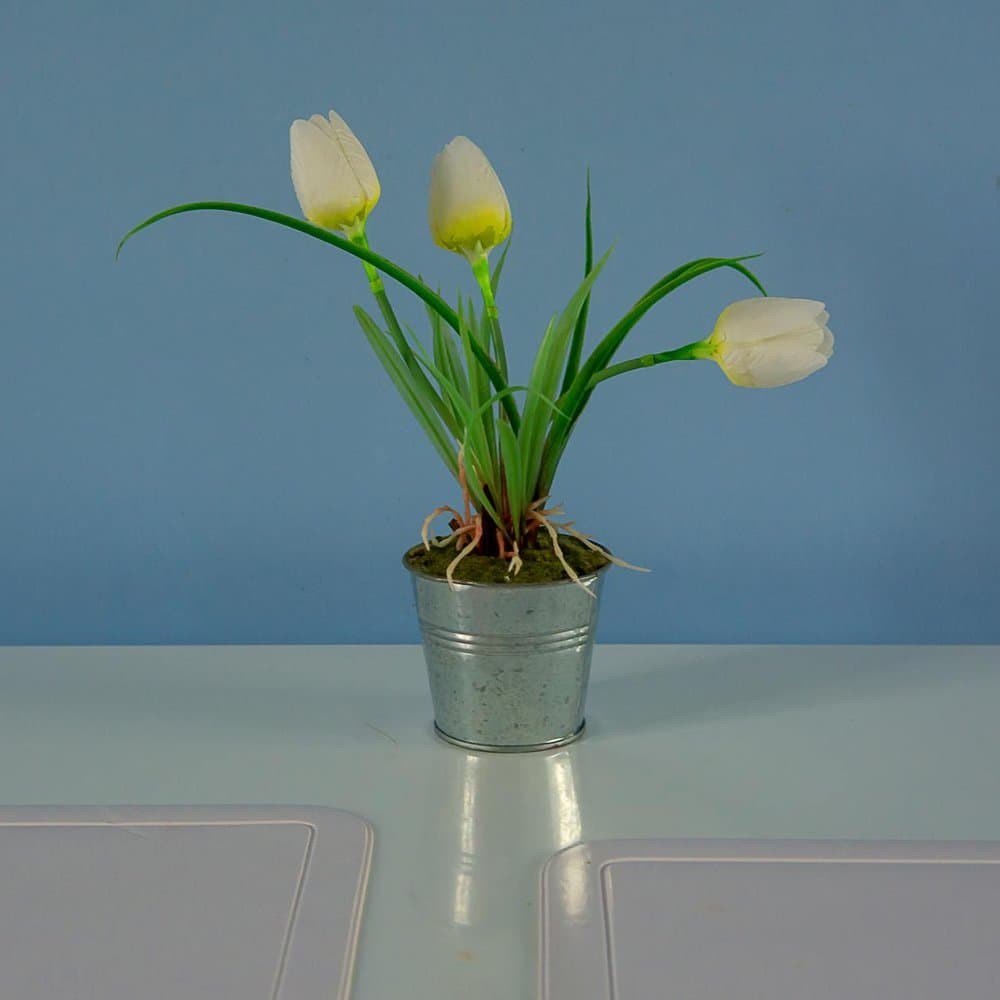 Tulip Plant