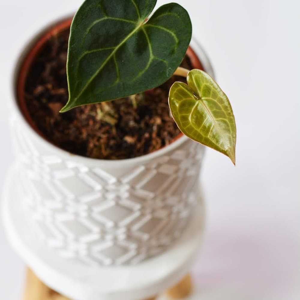 Anthurium Clarinervium