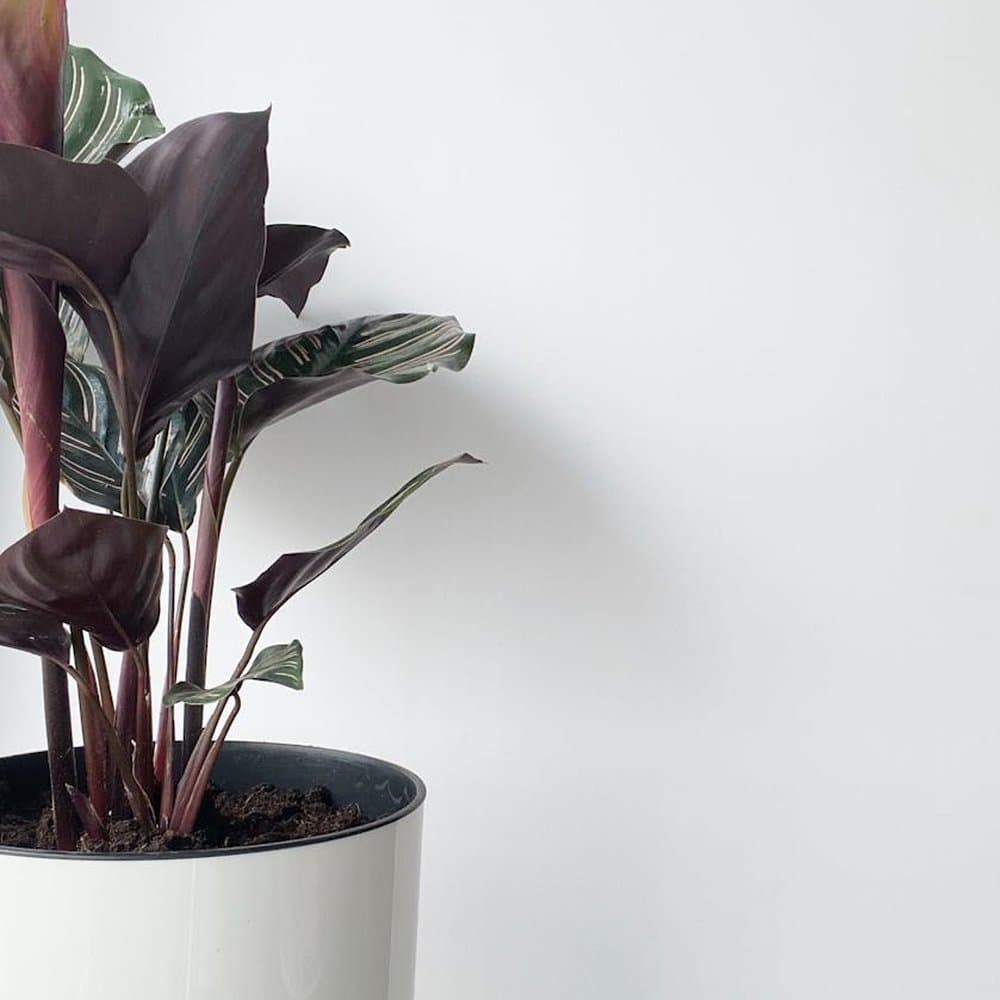 Calathea