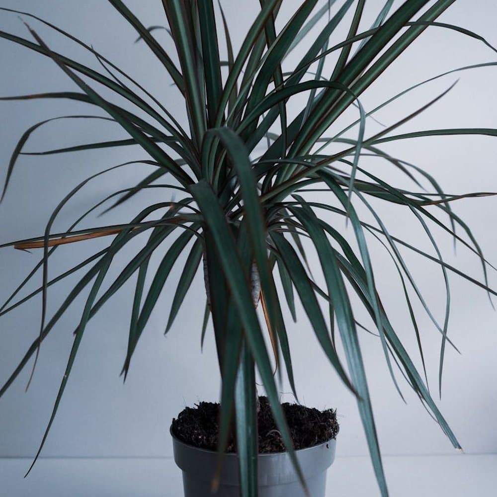Dracaena