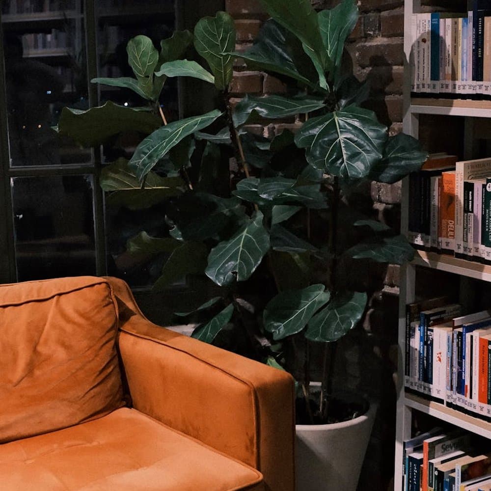 Fiddle Leaf Fig