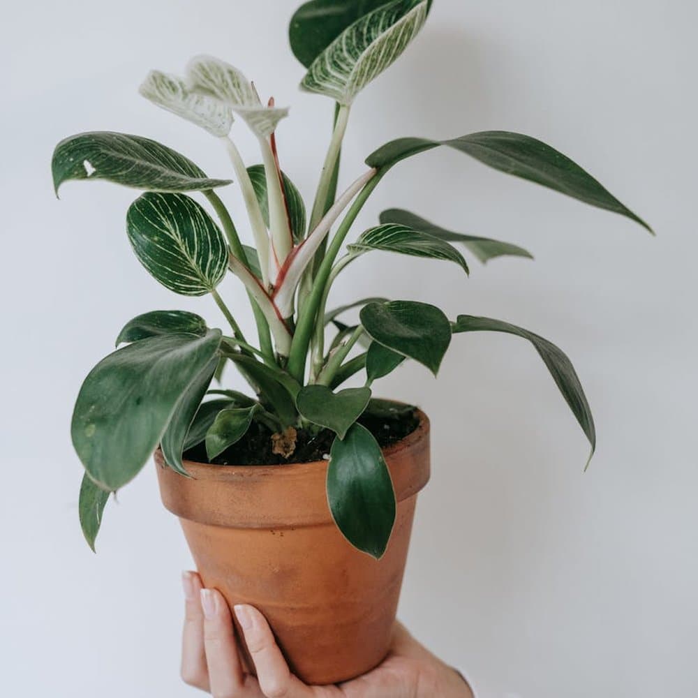 Philodendron