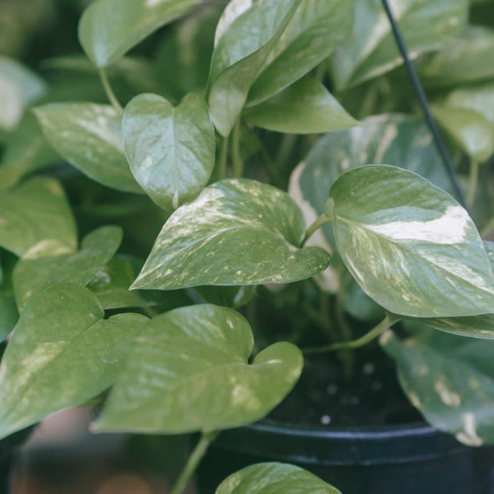 Golden Pothos
