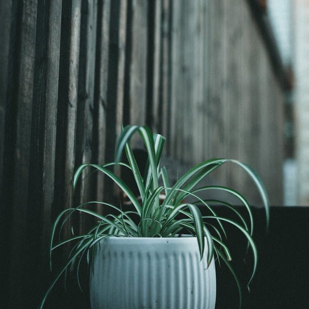 Spider Plant
