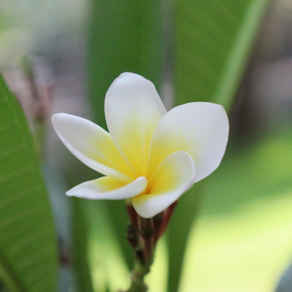 Plumeria