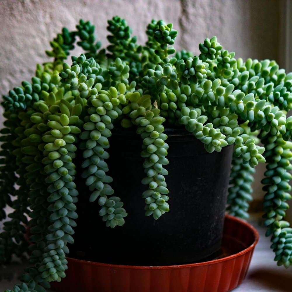 Burro's Tail