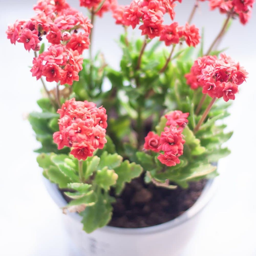Kalanchoe