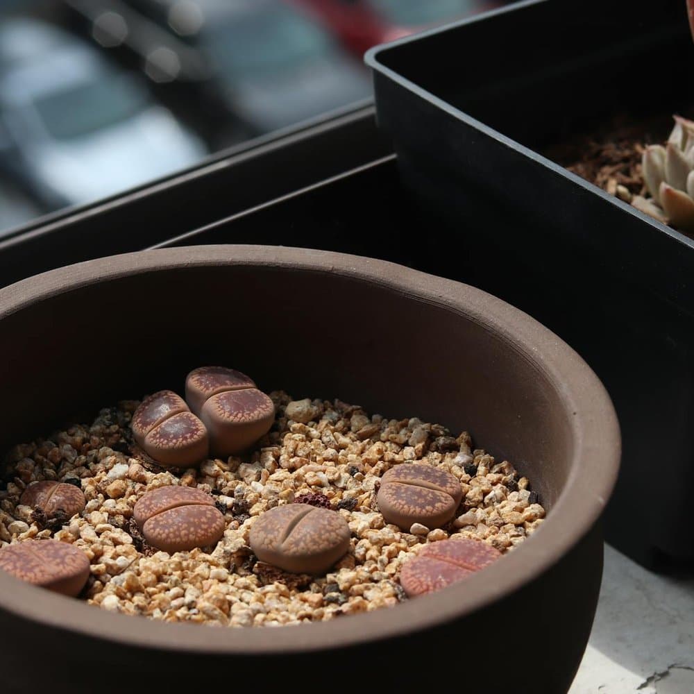 Lithops Living Stones