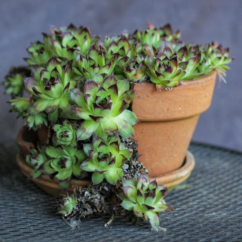 Sempervivum Hen & Chicks