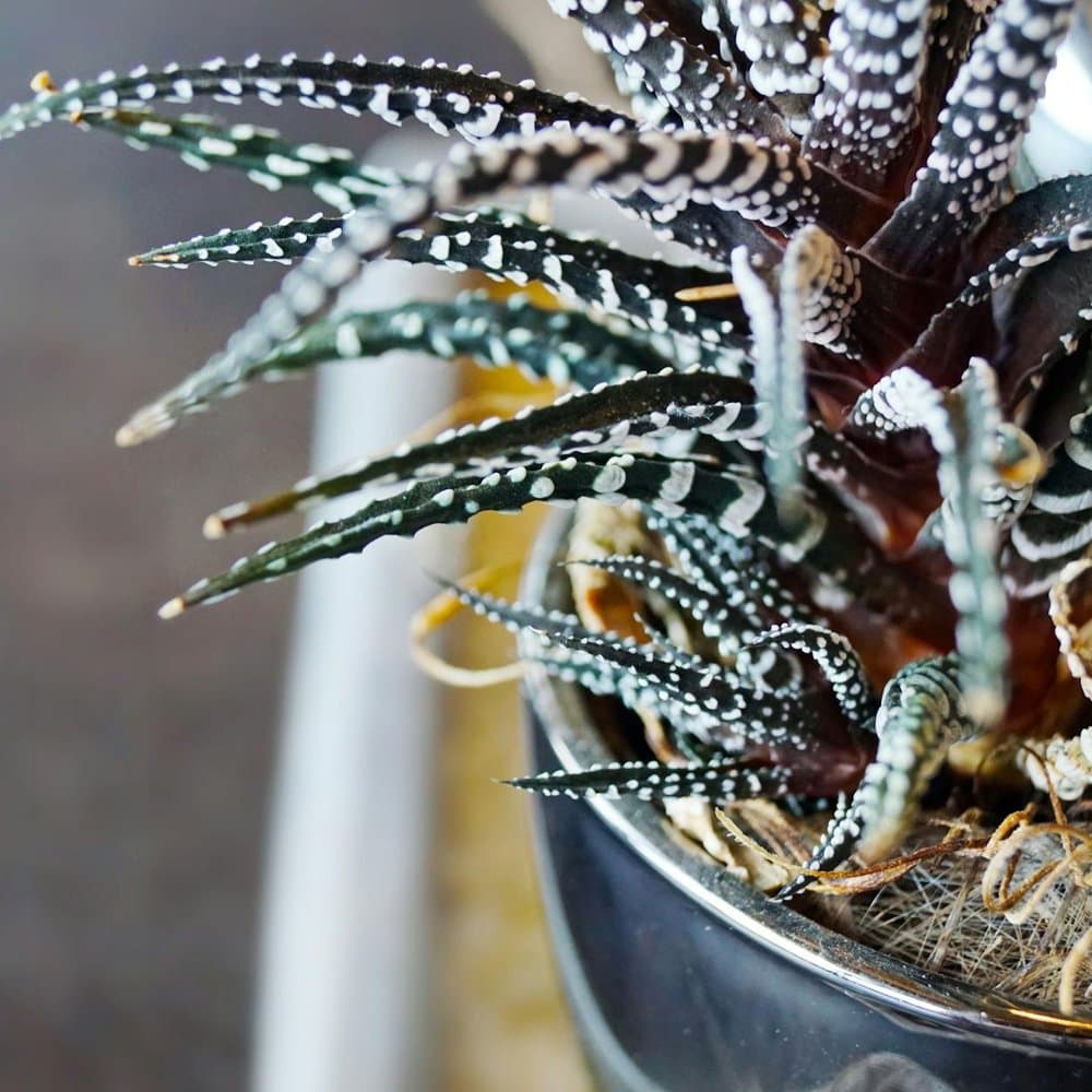 Zebra Haworthia
